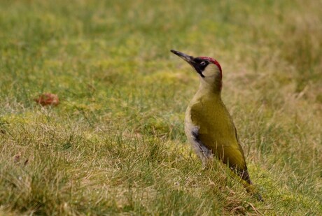 groene specht