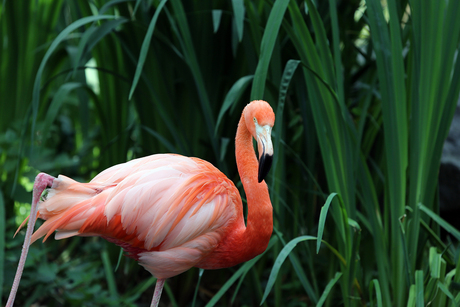 Roze Flamingo.