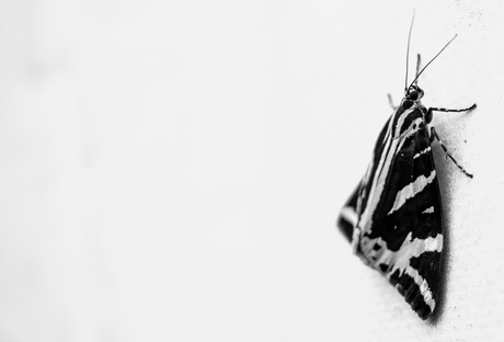 Vlinder in zwartwit