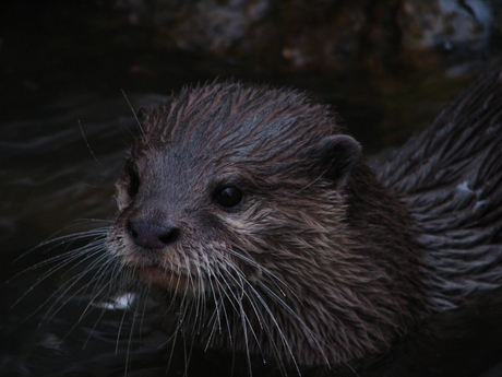 otter