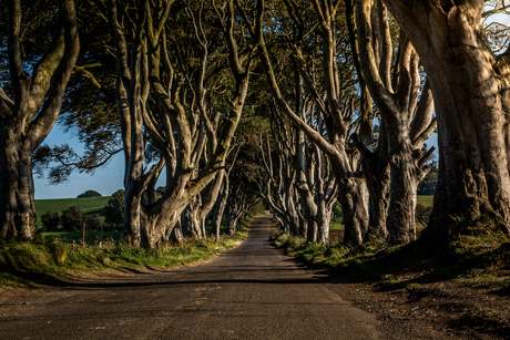 Dark Hedges