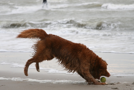 Op het strand bij Oostvoorne