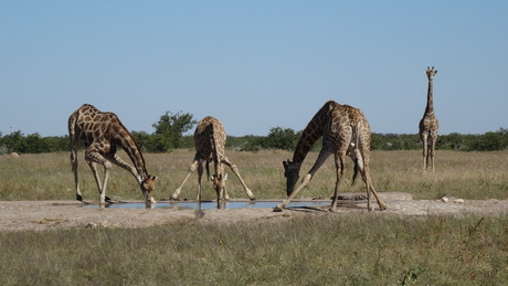 Drinkende giraffen