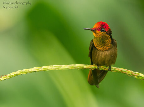 Rode kolibrie rust even uit