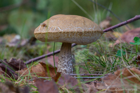 berken bovist