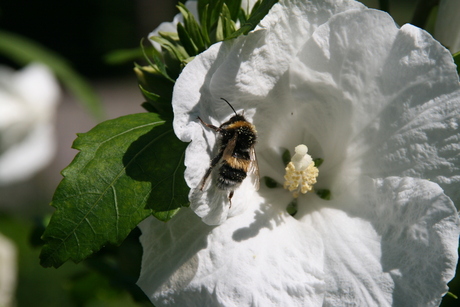 witte Hibiscus met Hommel