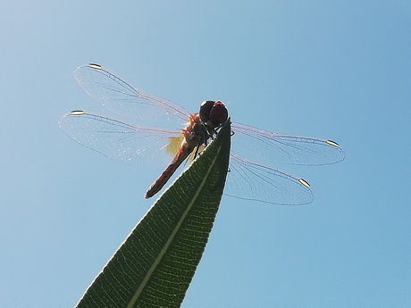 Zomaar een Libelle