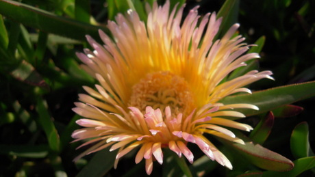 zomaar een bloemetje