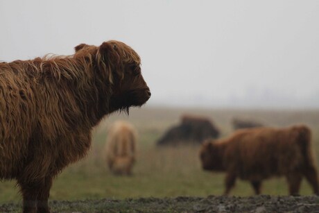 Schotse Hooglander