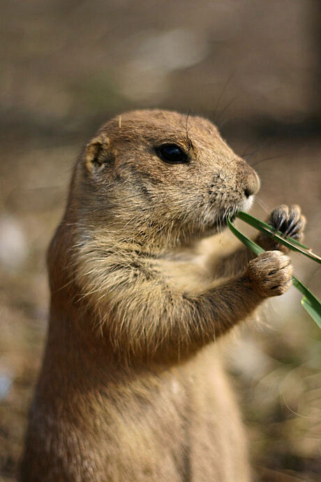 Prariehondje eet gras