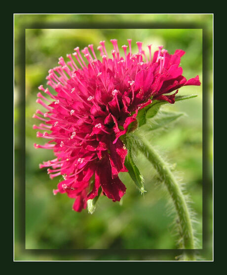 Mensen houden van bloemen