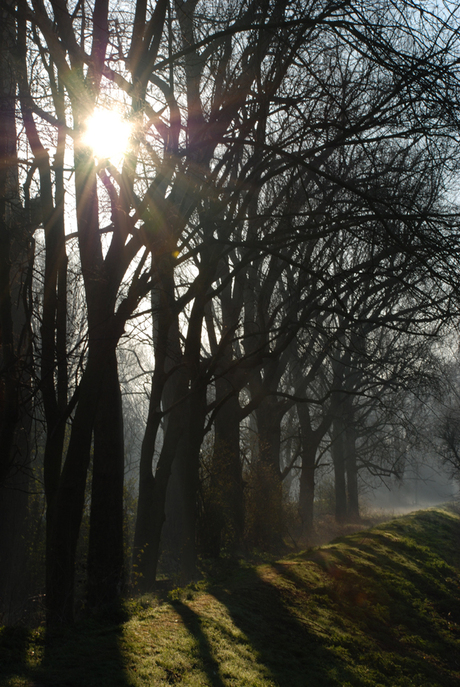 tegenlicht landschap