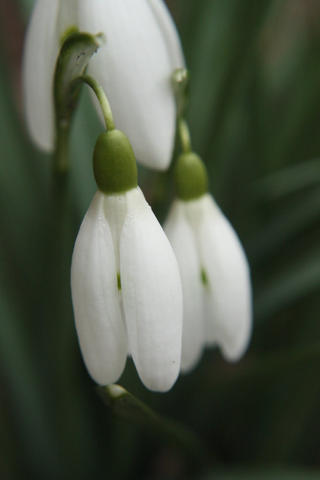Sneeuwklokjes