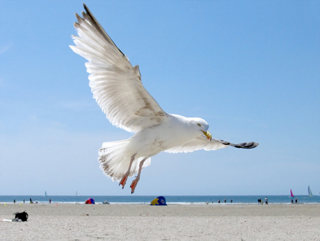 Meer vleugel dan strand