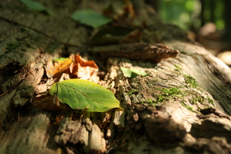 Herfst.JPG