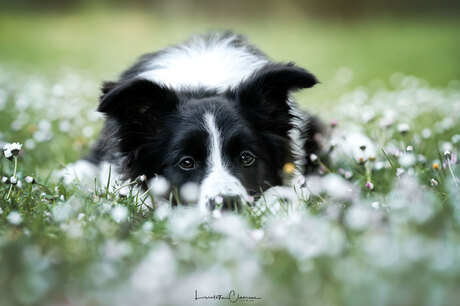 Daisies