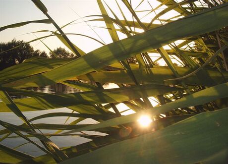 Het Riet