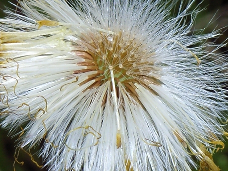 Uitgebloeide paardebloem