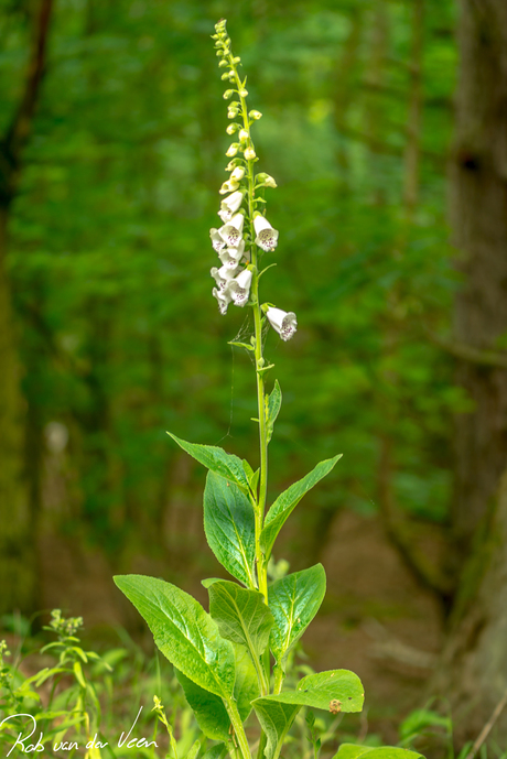 Vingerhoedkruid