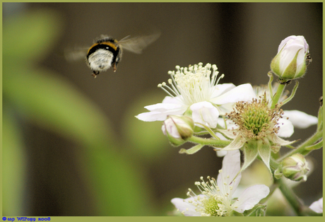 Hommel take-off