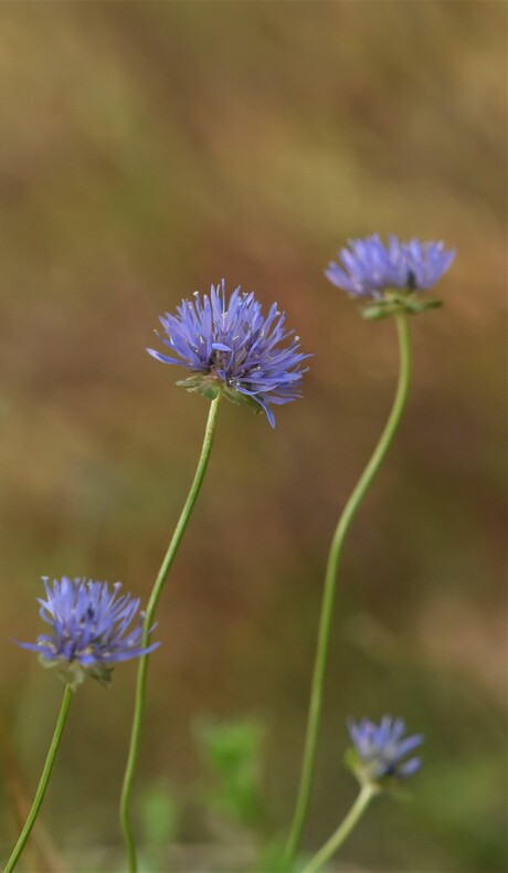 Zandblauwtje Jasione Montana