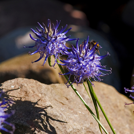 bij op bloem