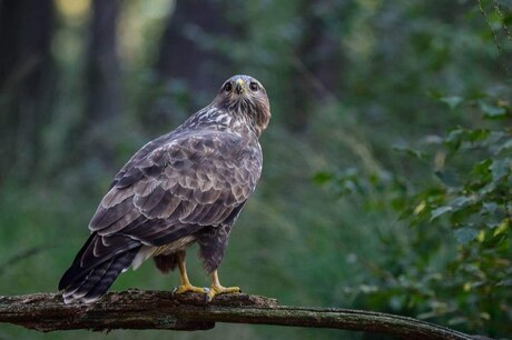 Buizerd