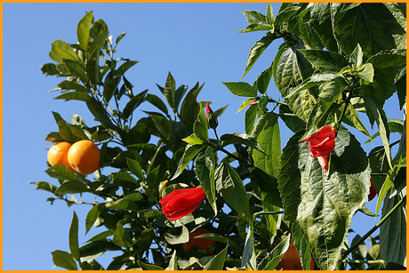 Appeltjes van Oranje