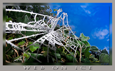 Ice on Web