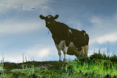Cow in reflection of a ditch