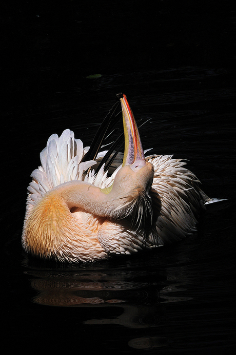 Happy Pelican