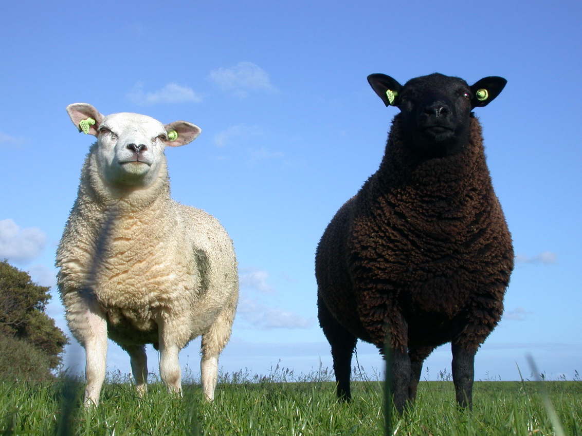 Diagnostiseren Derbevilletest subtiel witte schapen zwarte schapen - foto van anjavdp - Dieren - Zoom.nl
