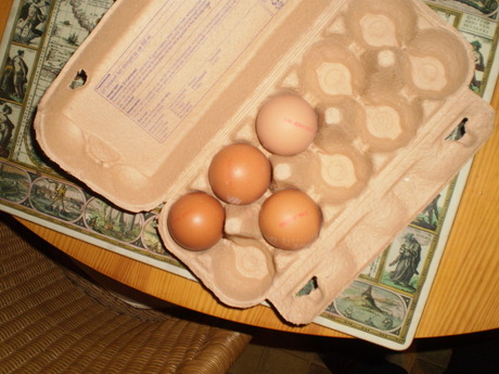 crossing eggs