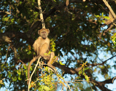 Krugerpark-aapje in ochtendzonnetje