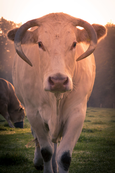 Blonde d'Aquitaine