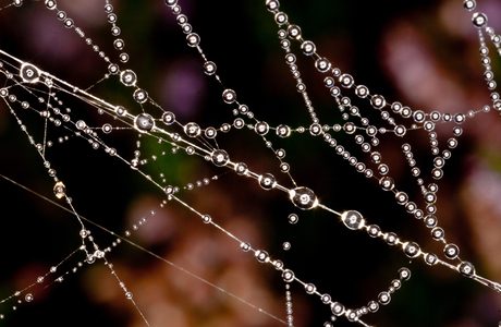 Dauw op een spinnenweb
