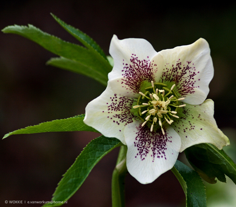 Helleborus 2