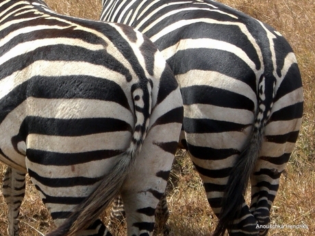 Zebrakontjes