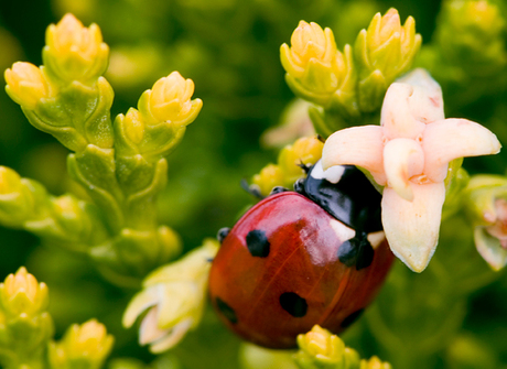 Ladybug2