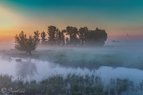 Biesbosch bij ochtend mist
