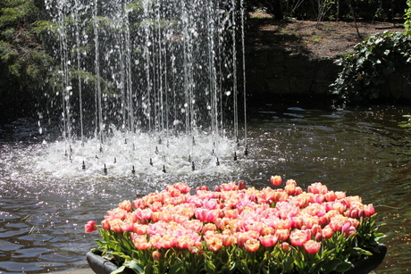 keukenhof lisse 153.JPG