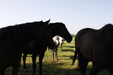 paarden