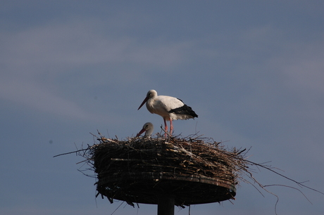 Ooievaar op het nest