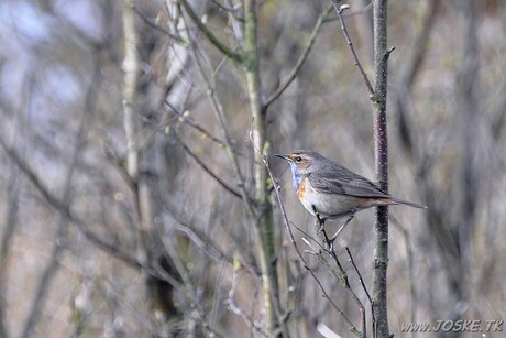 Blauwborst