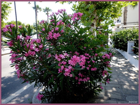 Greece Oleander