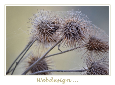 Webdesign