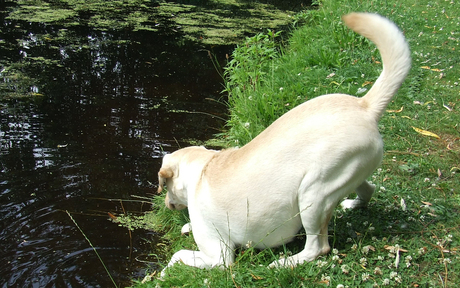 pluto wil het water in