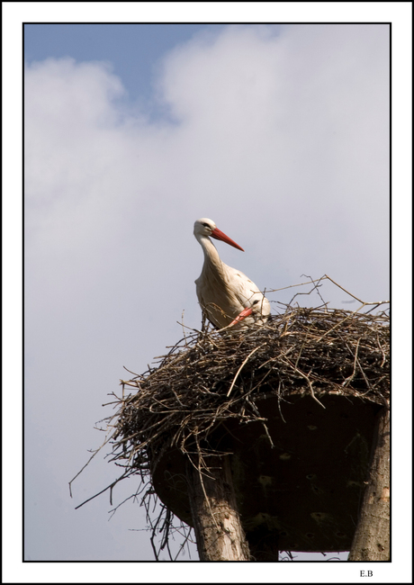 Ooievaars in nest