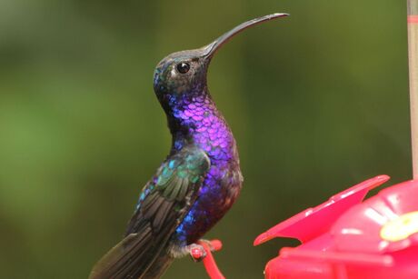 humming bird 3