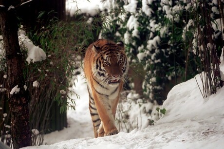 Siberische tijger